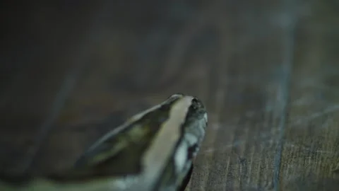 Footage of boa constrictor crawls close-up Stock Footage 171057729