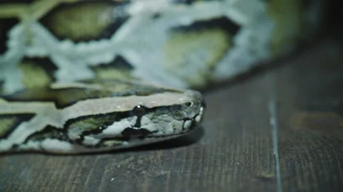 Footage of boa constrictor crawls close-up Stock Footage 171057904