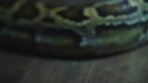 Footage of boa constrictor crawls close-up Stock-Footage 171058050