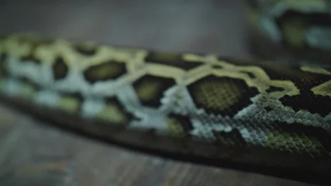 Footage of boa constrictor crawls close-up Stock Footage 171058234