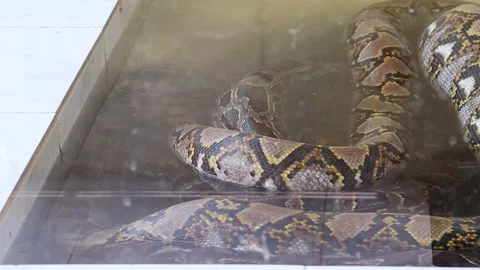 Footage of a boa snake, python sitting under water in a cage. Stock Footage 277253504