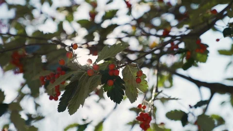 Footage of branch movement in the wind. Stock Footage 103102797