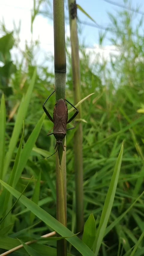 Footage of  Brown leaf footed bug climbing a green grass. Stock Footage 336111267