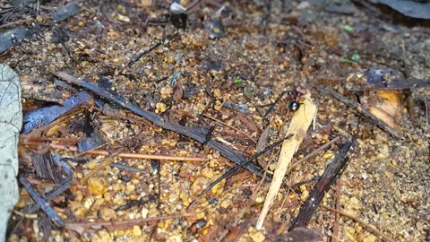 Footage of bullet ants in the forest. Stock Footage 202144859