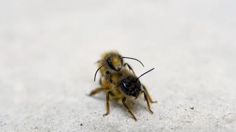 Footage of Bumblebees mating on a rock Stock Footage 106292058