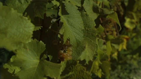 Footage of bunches of grapes on the wind. Stock Footage 104716005