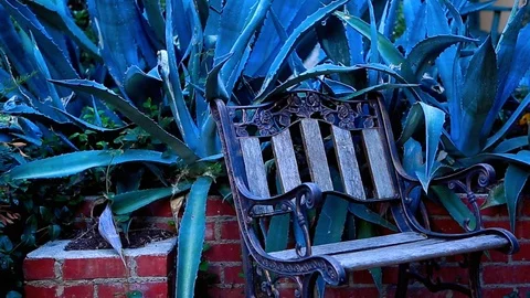 Footage of a Cactus and a Bench in backyard. Stock Footage 85495348