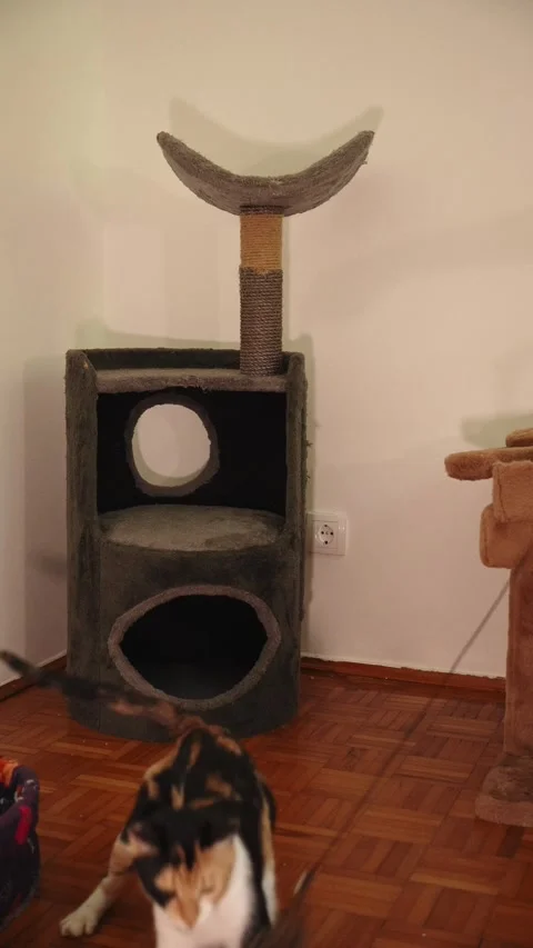 Footage of a calico cat chasing a feather wand toy and jumping onto a cat tree Stock Footage 341272688