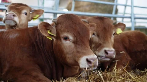 Footage calves chewing and looking at camera, Cattle farming. Stock Footage 242017282