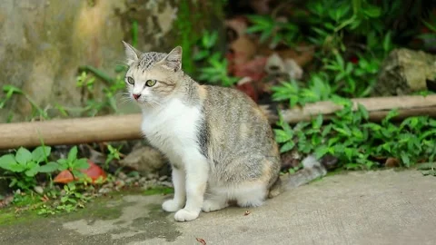 Footage of a cat sitting on the ground looking around Stock Footage 242096989