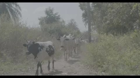 Footage of cattle walking across a dry pasture in Oyo State Nigeria Stock Footage 342621987