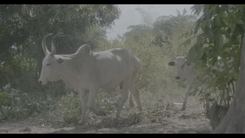 Footage of cattle walking through a forest in Oyo State, South-West, Nigeria Stock Footage 342621972