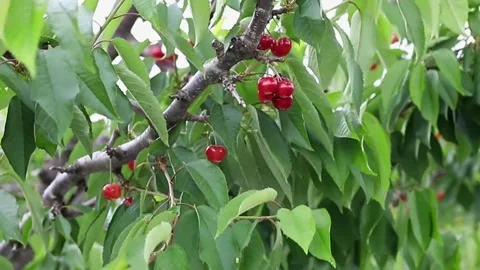 Footage of cherries on a cherry tree slowly moving in the breeze Stock Footage 243645175