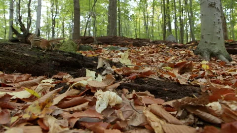 Footage of chipmunk running through forest, Quebec, Canada Video stock 139834703
