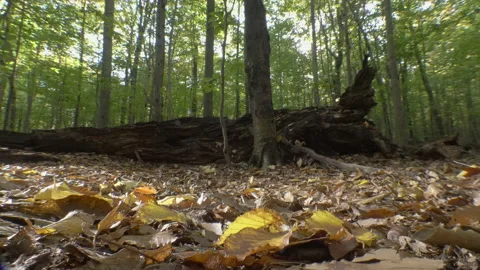 Footage of chipmunk running through forest, Quebec, Canada Video stock 139835005