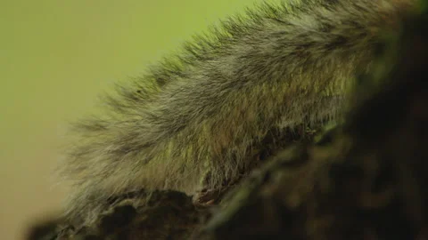 Footage of chipmunk tail, Quebec, Canada Video stock 139835544