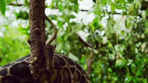 Footage cinematic tiger Stock Footage 213814384