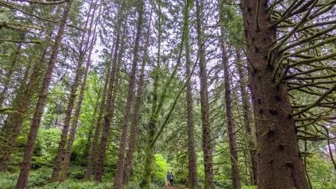 Footage of Clatsop Loop Trail, Oregon, showcasing lush greenery and coastal fore Stock Footage 309311531