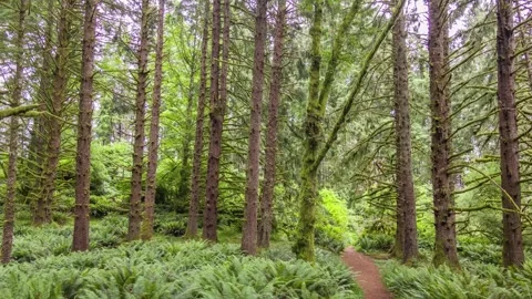 Footage of Clatsop Loop Trail, Oregon, showing dense forest and well-maintained Stock Footage 309313336