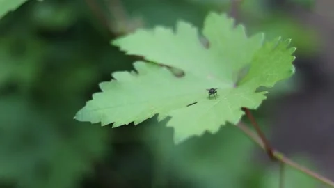 Footage of close up fly on leaf, green flue background Stock Footage 135954010
