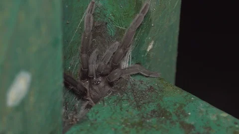 Footage of Close-up of Tarantula hiding inside green metal method in Borneo Stock Footage 109407161