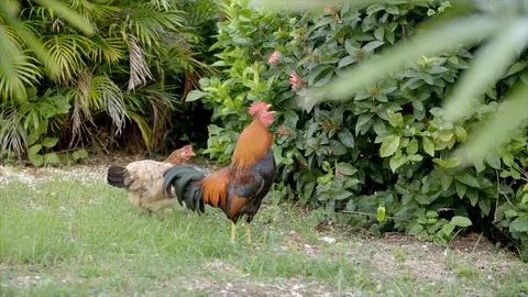 Footage of a Cockerel Stock Footage 101297233
