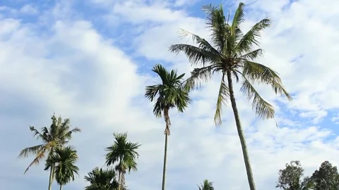 Footage of coconut trees with clouds and blue sky in the background Video stock 246430084