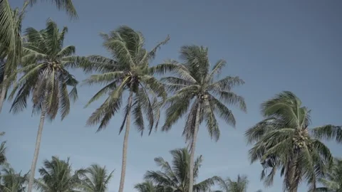 Footage Coconutz Stock Footage 242163403
