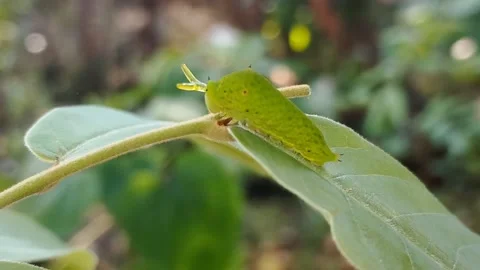 Footage Compilation Containing an Activities Series of Tailed Jay Caterpillar Stock Footage 345585530