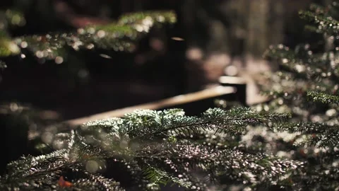 Footage of coniferous tree branches close-up Stock Footage 184947634