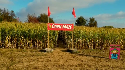 Footage of a corn maze on a farm. Stock Footage