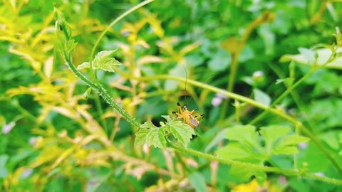 Footage of a cosmolet Stock Footage 183833409