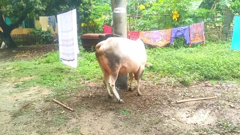 Footage of a cow Video stock 276543698