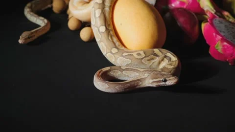 Footage of crawling python and exotic fruits 스톡 동영상 125531652
