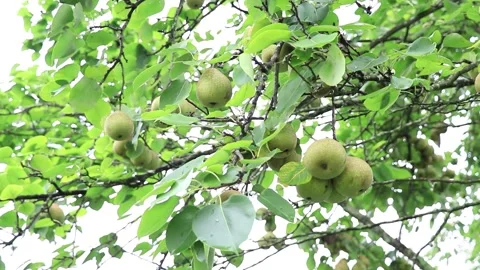 Footage of Crispy Pears Hanging on the Trees Stock Footage 304305028
