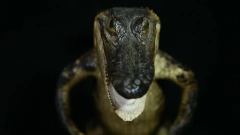 Footage of crocodile dark background Stock Footage 230649561