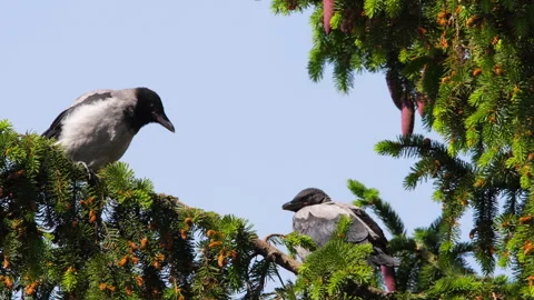 Footage of crows scream on the tree Stock Footage 270765311