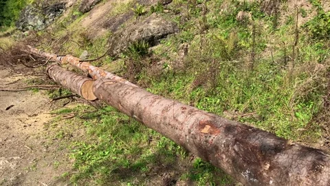 Footage of cut trees captured in "Kulin" mountain of Macka district in Trabzon Stock Footage 139413448