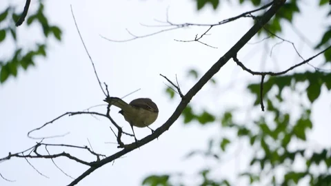 Footage of the cute bird perched on a tree branch in a day Stock Footage 107075170