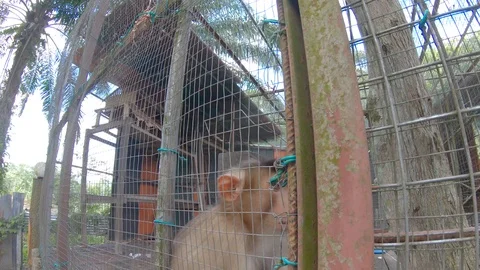 Footage of cute monkey on a big cage Stock Footage 109416371