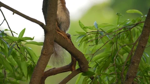 Footage of the cute squirrel climbing the tree at park Video stock 107074879