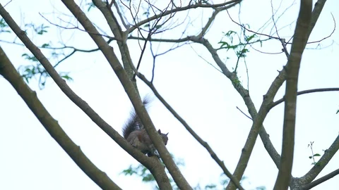 Footage of the cute squirrel descends from the tree at park Stock Footage 107074859
