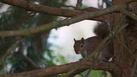 Footage of the cute squirrel scratching his body on the tree at park  Stock Footage 107074786