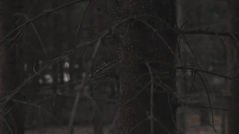Footage of a dead tree in a dark forest Stock Footage 106087314
