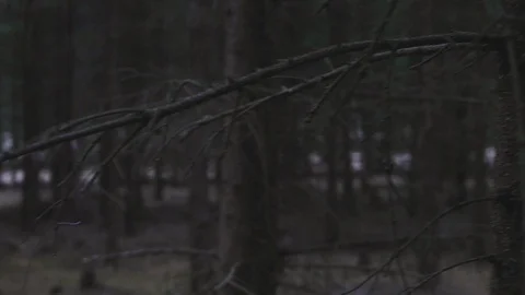 Footage of dead trees in a dark forest Stock Footage 106087310