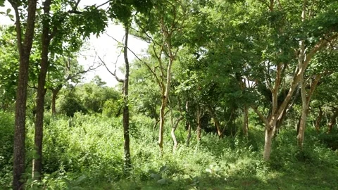 Footage of dense forest, View of forest with bushes and trees Video stock 156957552