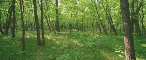 Footage of a Dense green forest Stock Footage 251683137