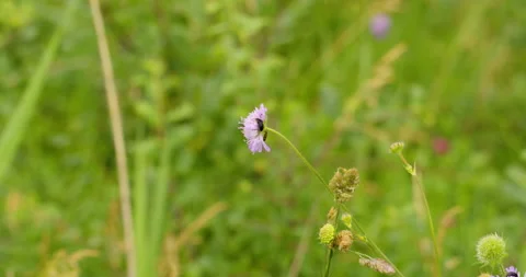 Footage of different bugs walk on same flower Stock Footage 262643560