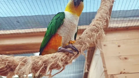 Footage of the different types of birds and parrots in aviary. Nature Video stock 296280593