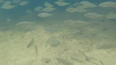 Footage of diving with fish Stock Footage 135315809